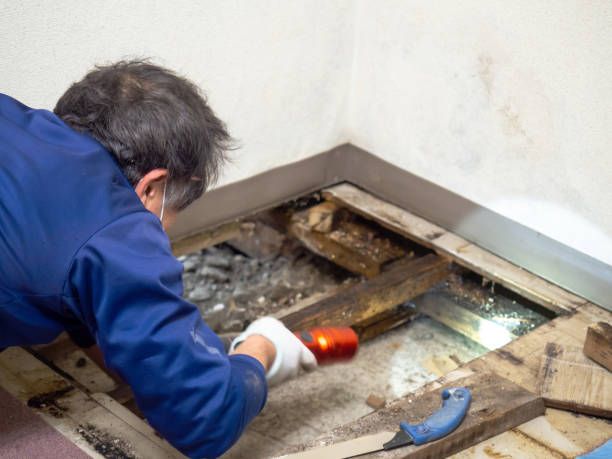 Best Local Mold Removal Service  in Traer, IA