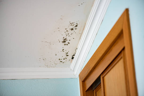 Best Emergency Mold Removal  in Traer, IA