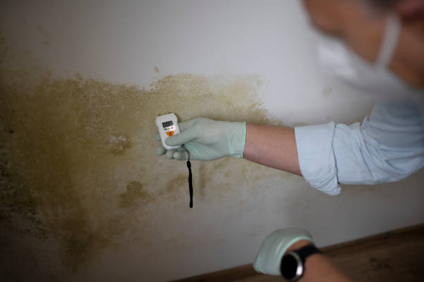 Best Commercial Mold Removal  in Traer, IA