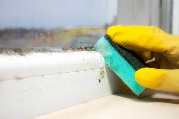Best Office Mold Removal Services  in Traer, IA