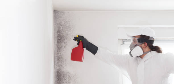 Best Attic Mold Removal  in Traer, IA