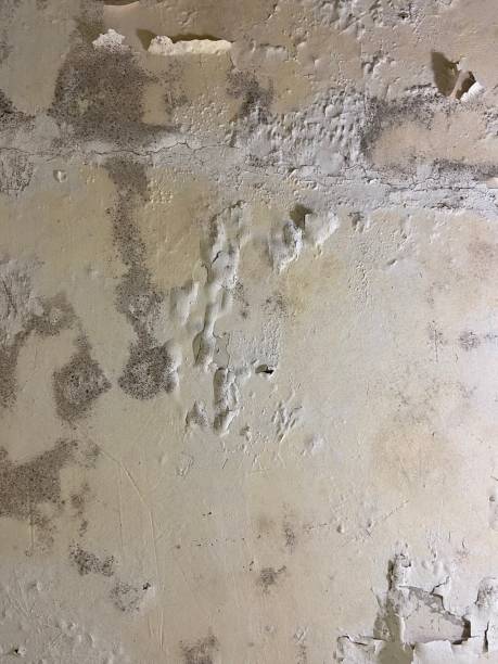 Best Toxic Mold Removal  in Traer, IA