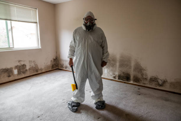 Best Certified Mold Removal  in Traer, IA