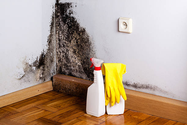 Best Professional Mold Removal  in Traer, IA
