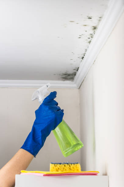 Best Fast Mold Removal  in Traer, IA